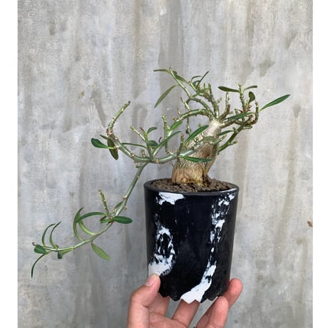 【植物】パキポディウム ビスピノーサム 国内実生株 MILKさんプラ鉢植え込み