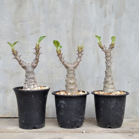 CATEGORY pachypodium パキポディウム | A-PLANTS|塊根植物販売 CATEGORY pachypodium パキポディウム | A-PLANTS|塊根植物販売