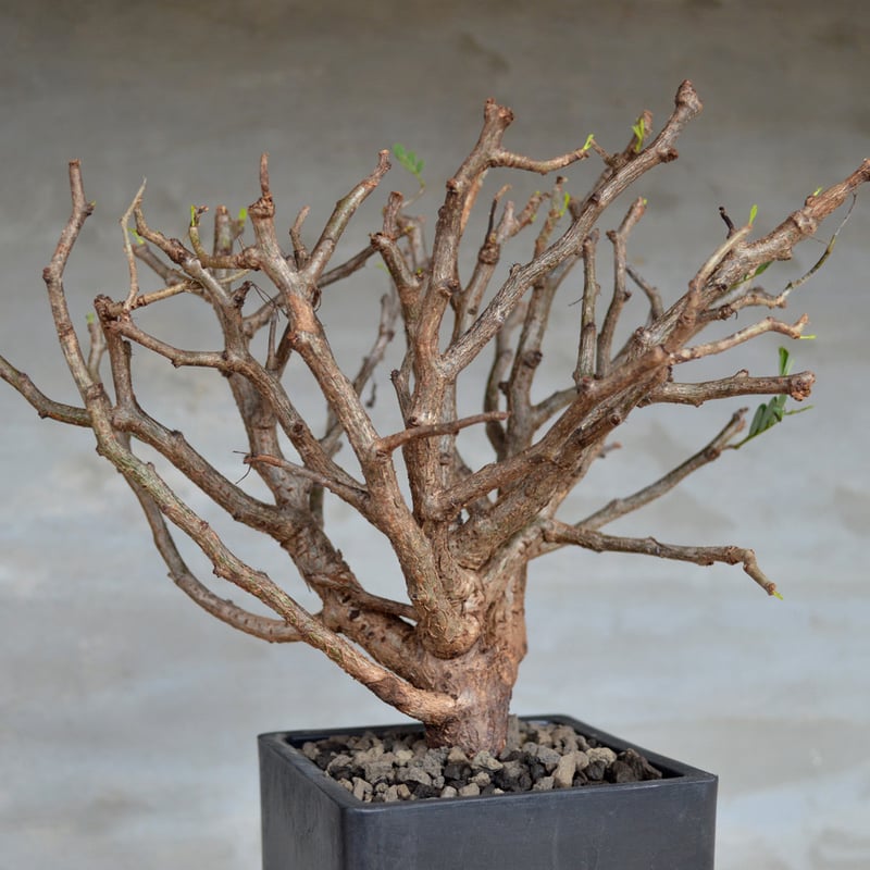 植物】センナ メリディオナリス 良型実生株 <1> | A-PLANTS|塊根 植物】センナ メリディオナリス 良型実生株 <1> | A-PLANTS|塊根