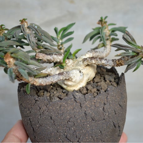 A-PLANTS|塊根植物販売 A-PLANTS|塊根植物販売