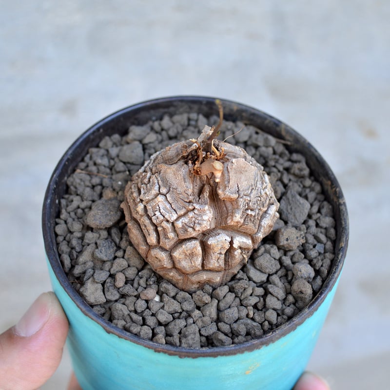 亀甲竜　ディオスコレア　エレファンティペス　実生６年　6号鉢 植物 × 鉢 】ディオスコレア エレファンティペス 亀甲竜 × 馬場