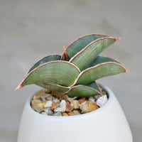 植物×鉢】センナ メリディオナリス コンパクトサイズ タイ実生株 | A