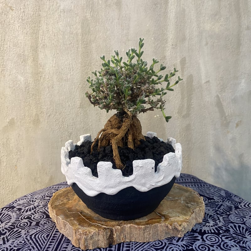 left botanical 植木鉢