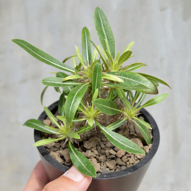 パキポディウム　グラキリス　変態株　ユニコーン パキポディウム グラキリス 変態株 ユニコーン 特選 極美株 変態株 多