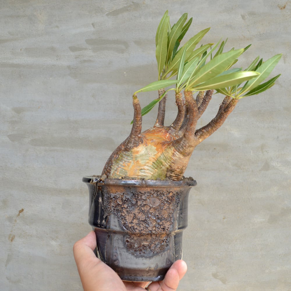 植物×鉢】パキポディウム グラキリス 現地球 発根済み × Wild 植物×鉢】パキポディウム グラキリス 現地球 発根済み × Wild