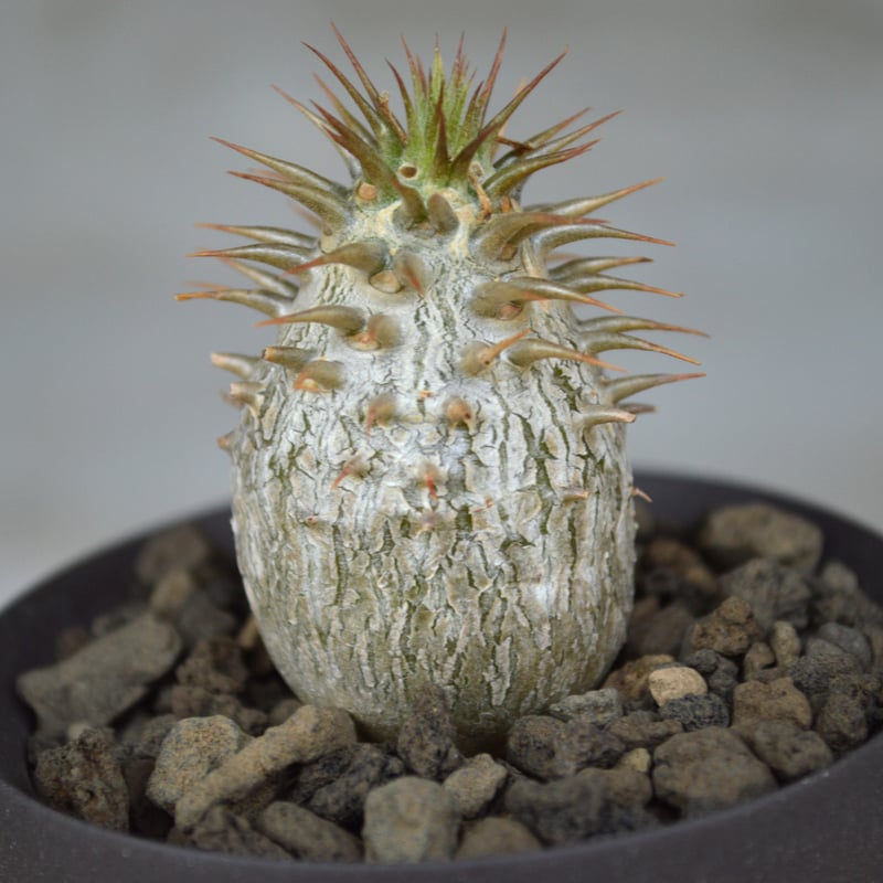 植物 × 鉢 】パキポディウム マカイエンセ × Valiem GHOST（BOWL / X