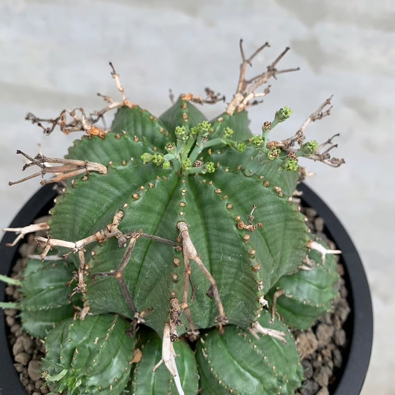 バリダ　子吹きバリダ　雌株　中株　ユーフォルビア 多稜選抜 バリダ 子吹きバリダ 雌株 中株 ユーフォルビア