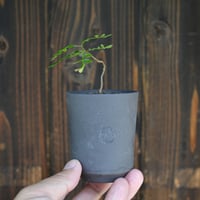 植物鉢] left botanical 白黒垂れ SSSサイズ | A-PLANTS|塊根