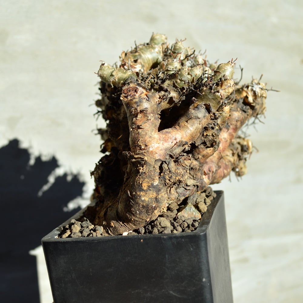 植物】チレコドン レティキュラーツス 万物想 | A-PLANTS|塊根