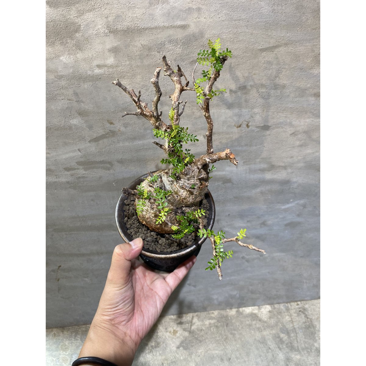 手作植木鉢 LLLサイズ 塊根植物グラキリス パキプス オペルクリカリア 