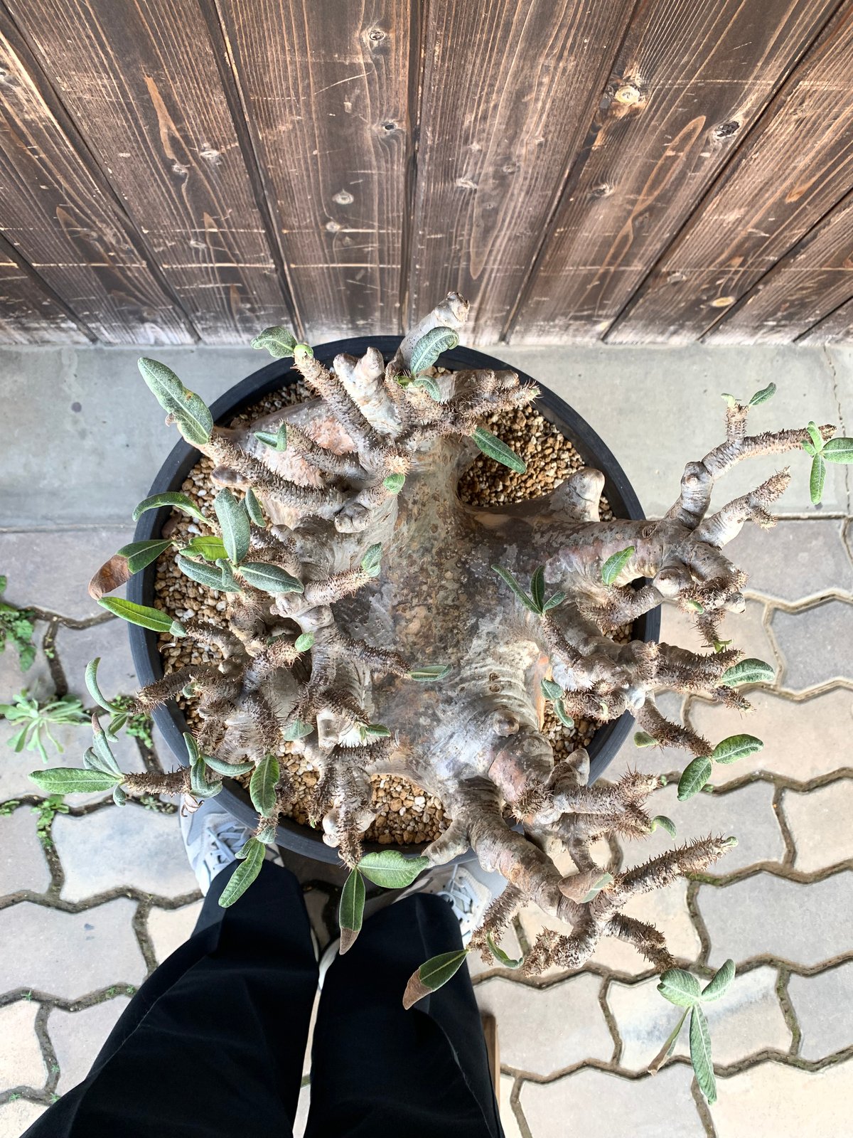 植物】パキホディウム グラキリス 大株 現地球 発根済み 塊根 植物】パキホディウム グラキリス 大株 現地球 発根済み 塊根