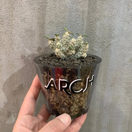 【植物×鉢】ユーフォルビア トゥレアレンシス 実生株 × カスタムプラスチックポット  多肉植物 塊根植物 コーデックス