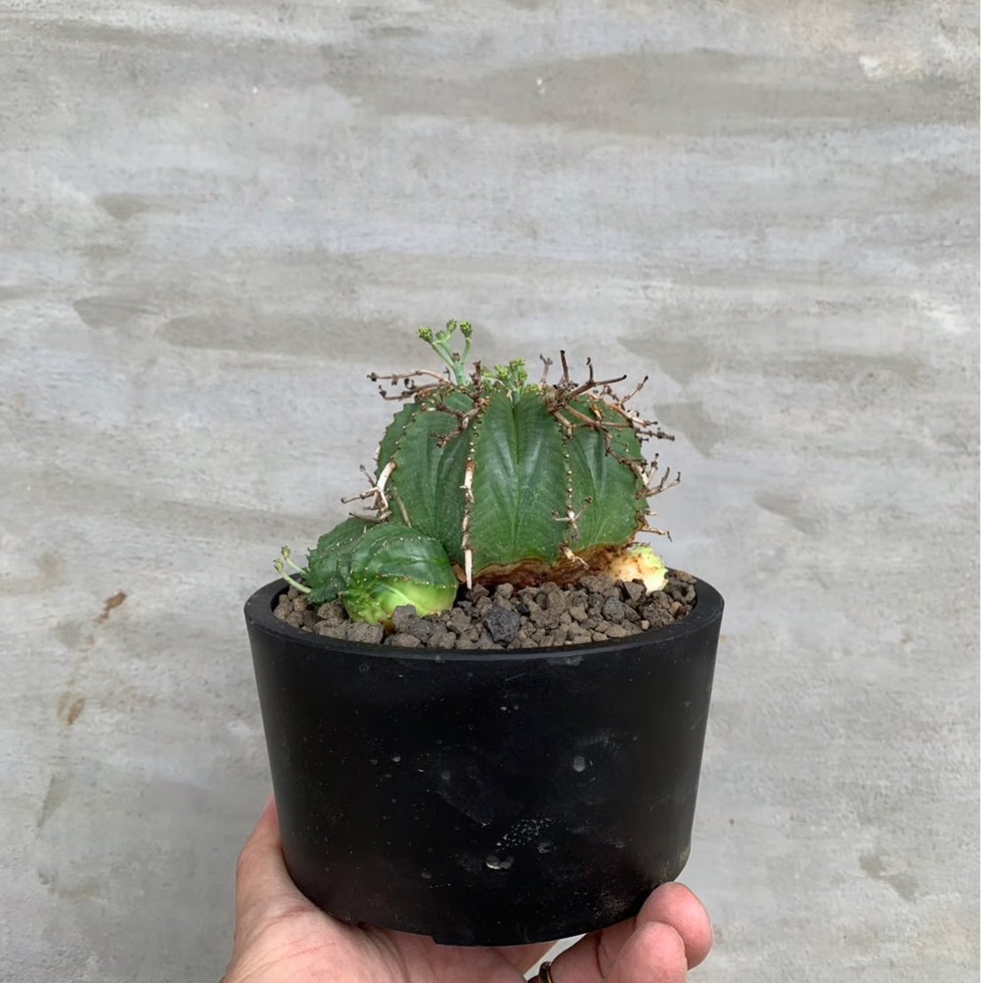 植物】ユーフォルビア バリダ メス プラ鉢植え込み | A-PLANTS|塊根