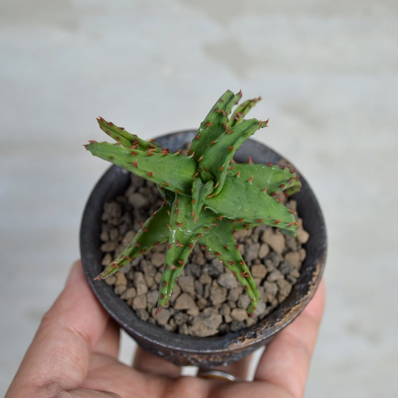 植物×鉢】アロエ カスティロニアエ × wild heaven 陶器鉢 | A-PLANTS