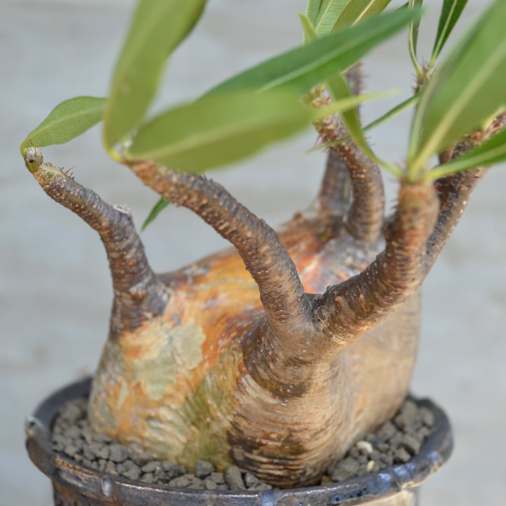 植物×鉢】パキポディウム グラキリス 現地球 発根済み × Wild 植物×鉢】パキポディウム グラキリス 現地球 発根済み × Wild