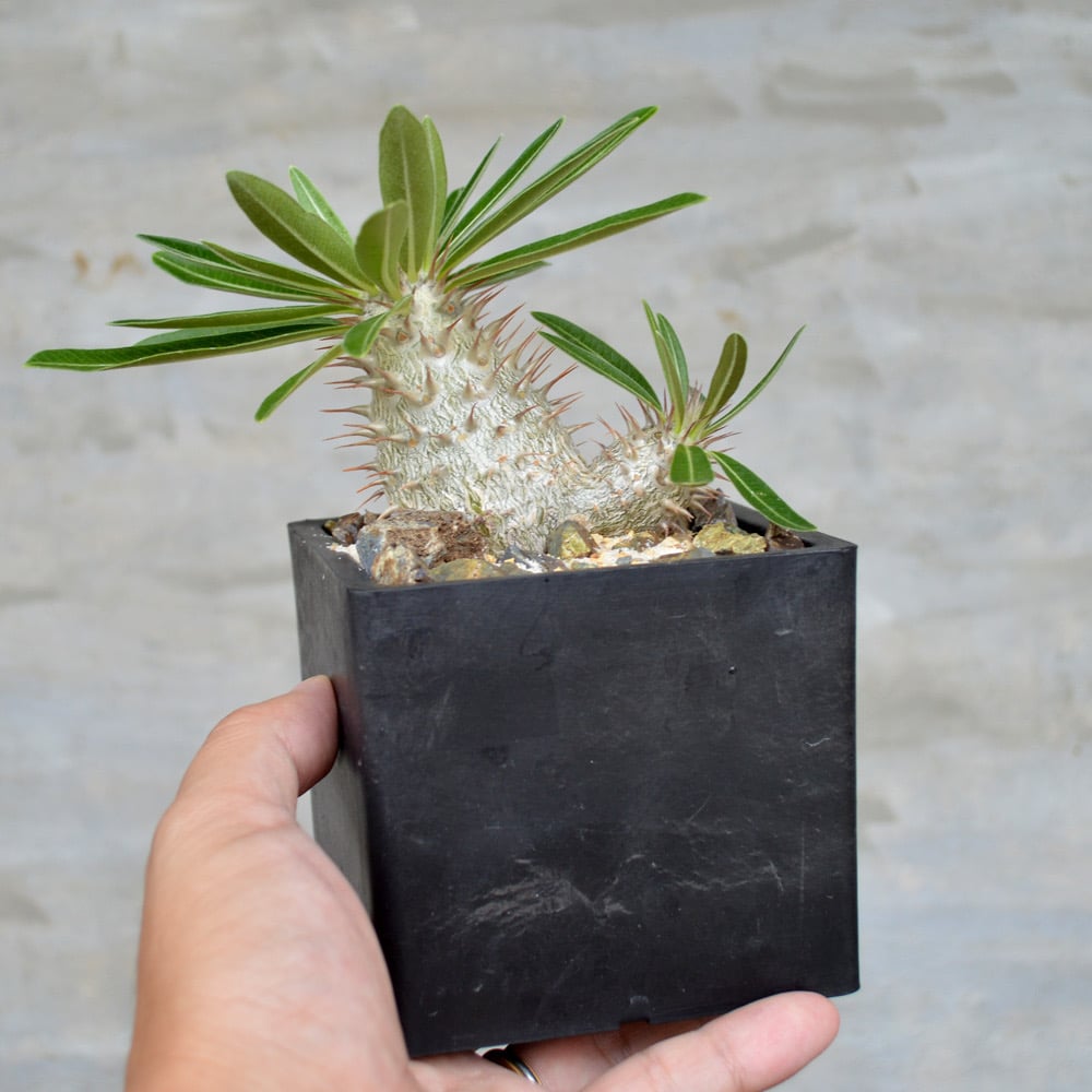 植物】パキポディウム デンシフローラム × グラキリス 良型実生 植物】パキポディウム デンシフローラム × グラキリス 良型実生