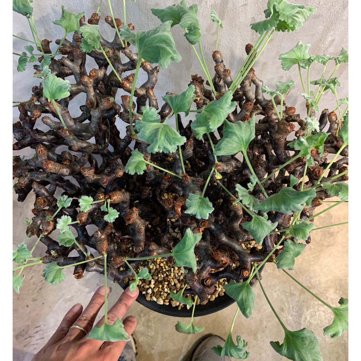植物×鉢】ペラルゴニウム ミラビレ 現地球 大株 発根済み 植物×鉢】ペラルゴニウム ミラビレ 現地球 大株 発根済み