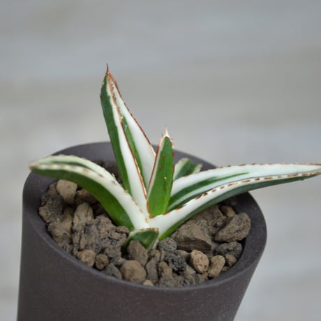 CATEGORY valiem | A-PLANTS|塊根植物販売 CATEGORY valiem | A-PLANTS|塊根植物販売