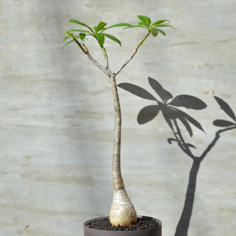 【希少種】パキポディウム デカリー fit=scale-down,w=1200