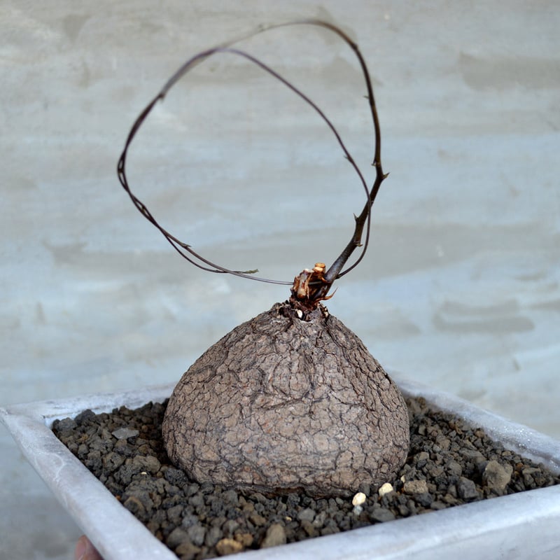 植物×鉢】ディアスコレア エレファンティペス 亀甲竜 発根済み
