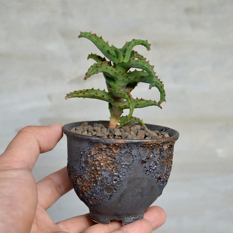 植物×鉢】アロエ カスティロニアエ × wild heaven 陶器鉢 | A-PLANTS