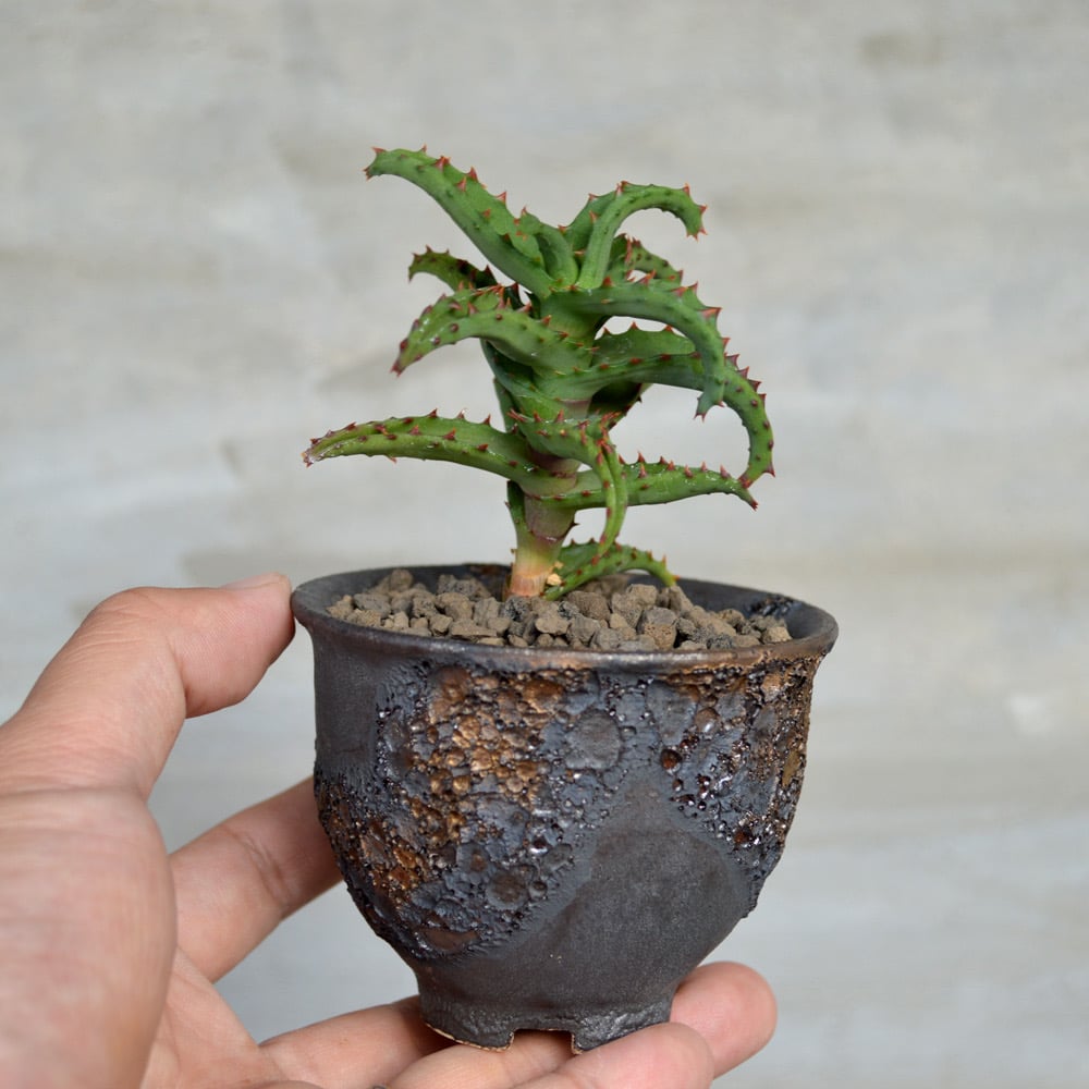 植物×鉢】アロエ カスティロニアエ × wild heaven 陶器鉢 | A-PLANTS