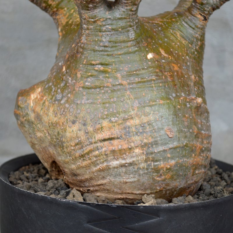 植物×鉢] パキポディウム グラキリス × valiem XLサイズ 陶器鉢