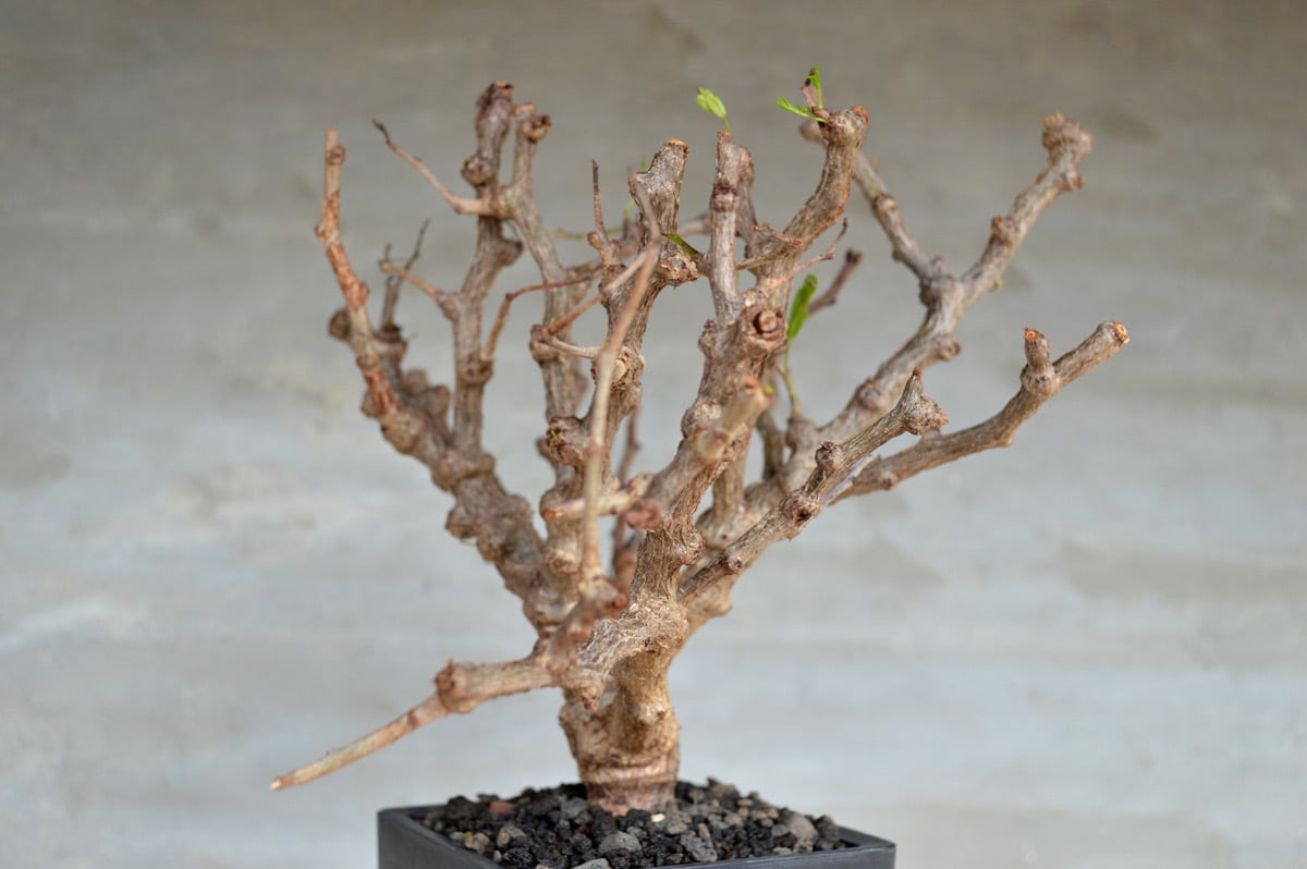 ⚡️極上矮性株⚡️【豆タンク型】センナ メリディオナリス 実生 短幹 塊根 灌木 ⚡️極上矮性株⚡️【豆タンク型】センナ メリディオナリス 実生 短幹 塊根