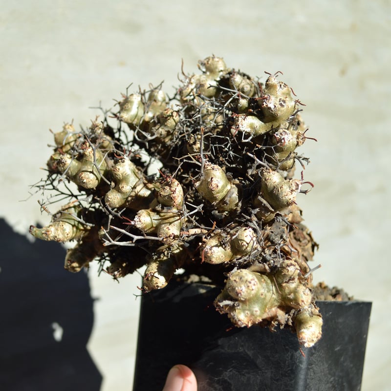 塊根植物:チレコドン・レティキュラーツス/万物想　(現地球、発根済み) チレコドン レティキュラーツス 