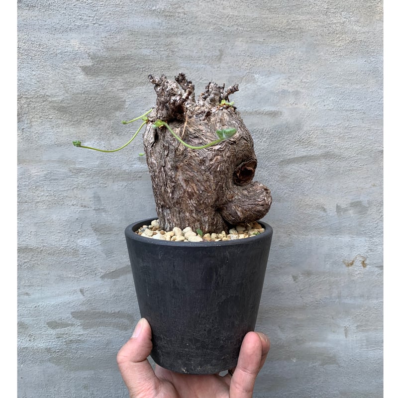 入手困難　大型　ペラルゴニウム　トリステ　灌木　塊根植物　パキポディウム