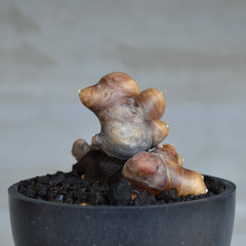 美株　オトンナ　カカリオイデス　現地球 fit=scale-down,w=1200