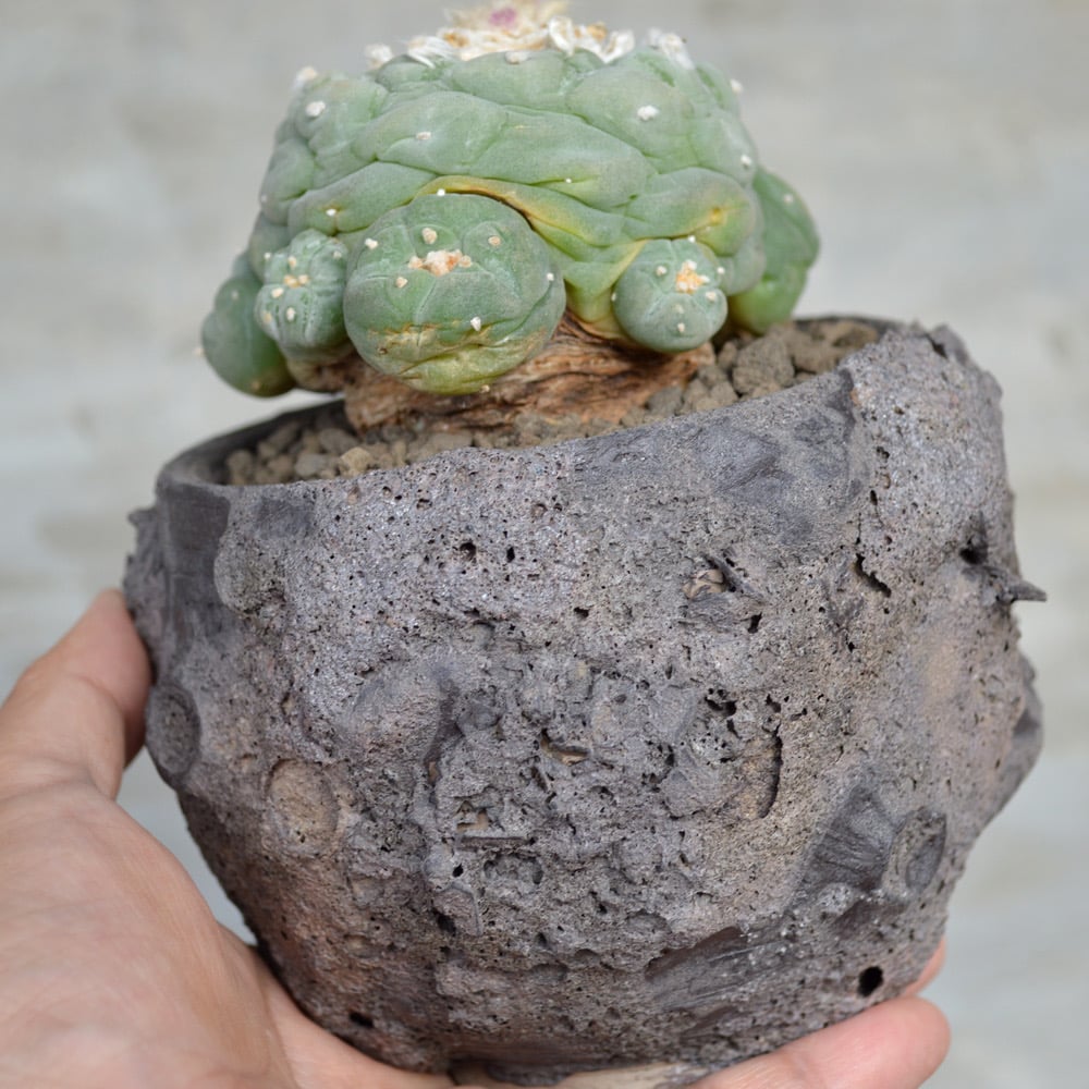 植物×鉢】サボテンロフォフォラ フリキー 疣銀冠玉 美株