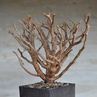 植物】オトンナ ユーフォルビオイデス 現地球 発根済み | A-PLANTS