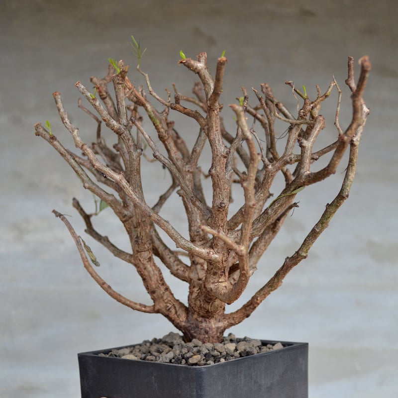 植物】センナ メリディオナリス 良型実生株 <1> | A-PLANTS|塊根
