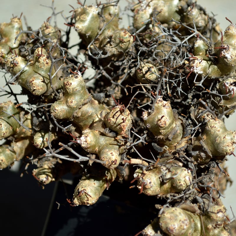 植物】チレコドン レティキュラーツス 万物想 | A-PLANTS|塊根