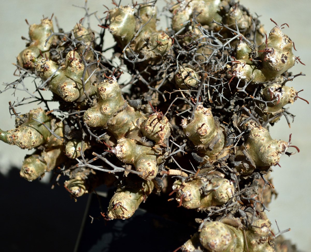 植物】チレコドン レティキュラーツス 万物想 | A-PLANTS|塊根