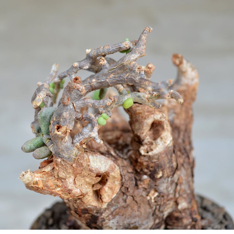 植物×鉢】ケラリア ピグマエア 現地球 発根済み × 陶器鉢 | A 植物×鉢】ケラリア ピグマエア 現地球 発根済み × 陶器鉢 | A