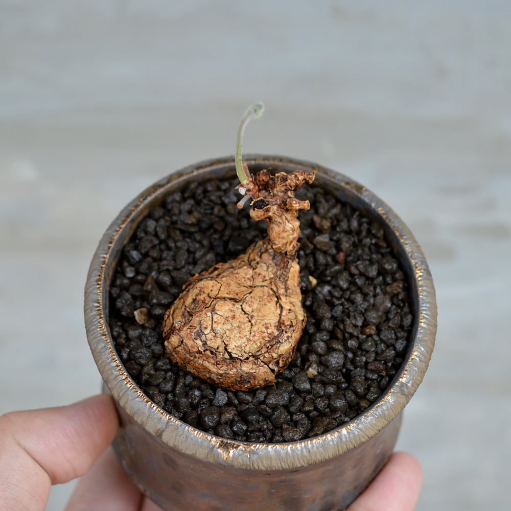 Willing plant 鉢(受け皿付き) VALIEM willing plant 別注モデル 黒刺鳳頭 サボテン 植木鉢