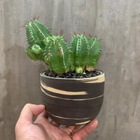 植物×鉢】ペラルゴニウム ミラビレ 現地球 大株 発根済み