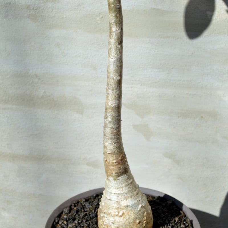 【希少種】パキポディウム デカリー fit=scale-down,w=1200