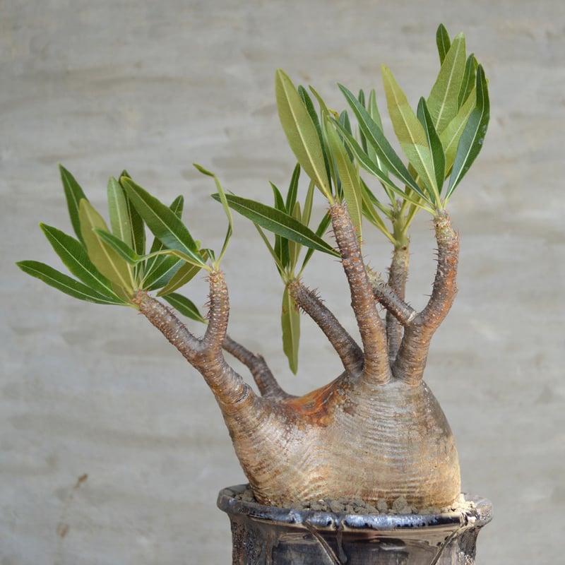 植物×鉢】パキポディウム グラキリス 現地球 発根済み × Wild 植物×鉢】パキポディウム グラキリス 現地球 発根済み × Wild