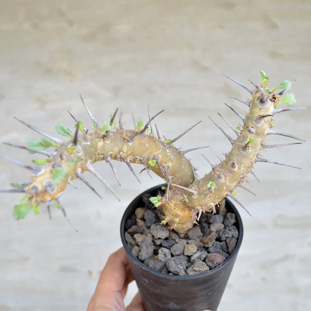 植物] モンソニア クラシカウリス ( サルコカウロン クラシカウレ