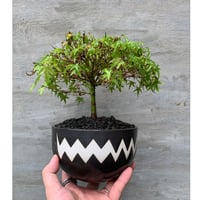 【植物×鉢】紅葉 × valiem ボウル 1.5 Lサイズ 盆栽 bonsai 日本