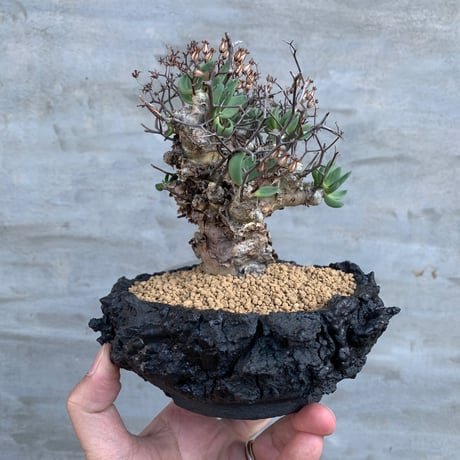 【植物×植木鉢】チレコドン レティキュラータス 万物想 発根済 × goat A PLANTS別注venom 陶器鉢 多肉植物 塊根植物 コーデックス