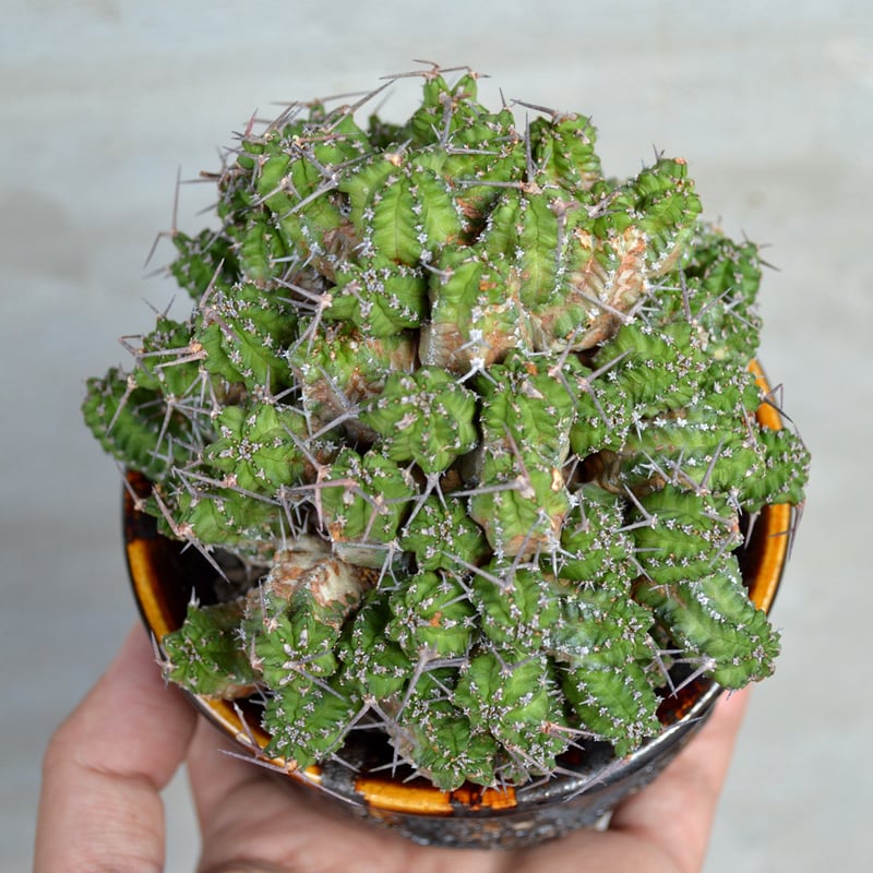 希少種　ユーフォルビア　アンチシフィリティカ　陶器鉢のまま発送　コーデックス 希少種 ユーフォルビア アンチシフィリティカ 陶器鉢のまま発送