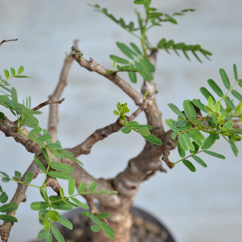 植物×鉢】センナ メリディオナリス コンパクトサイズ タイ実生株