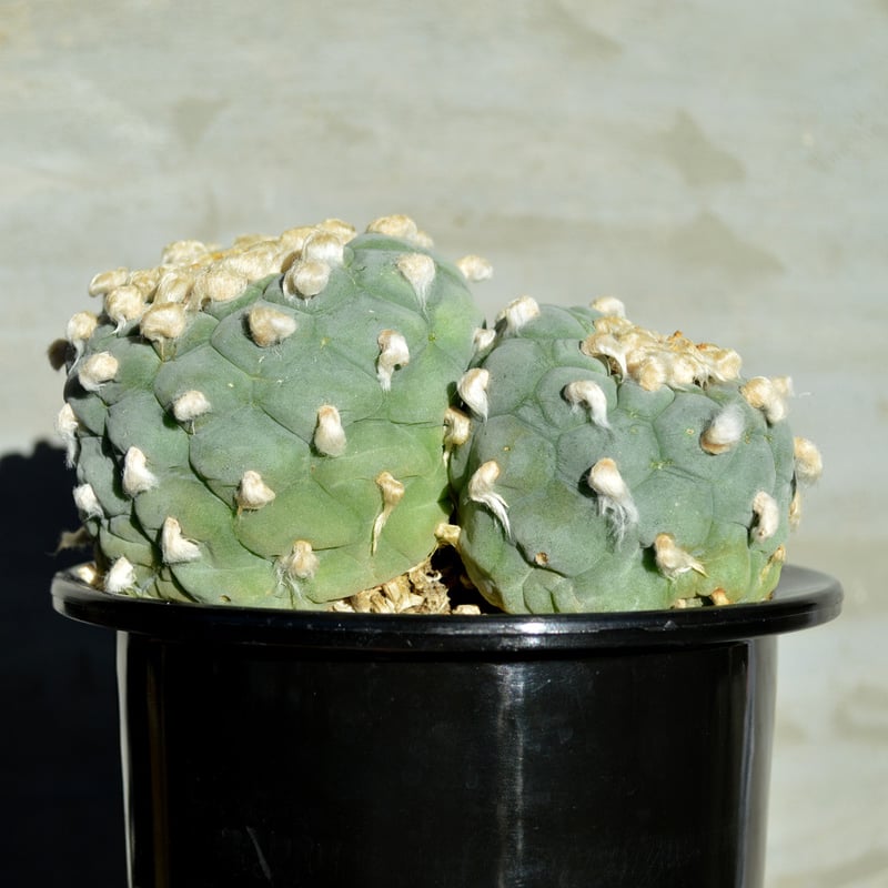 植物】サボテン ロフォフォラ フリキー 銀冠玉 群生 特選株 | A