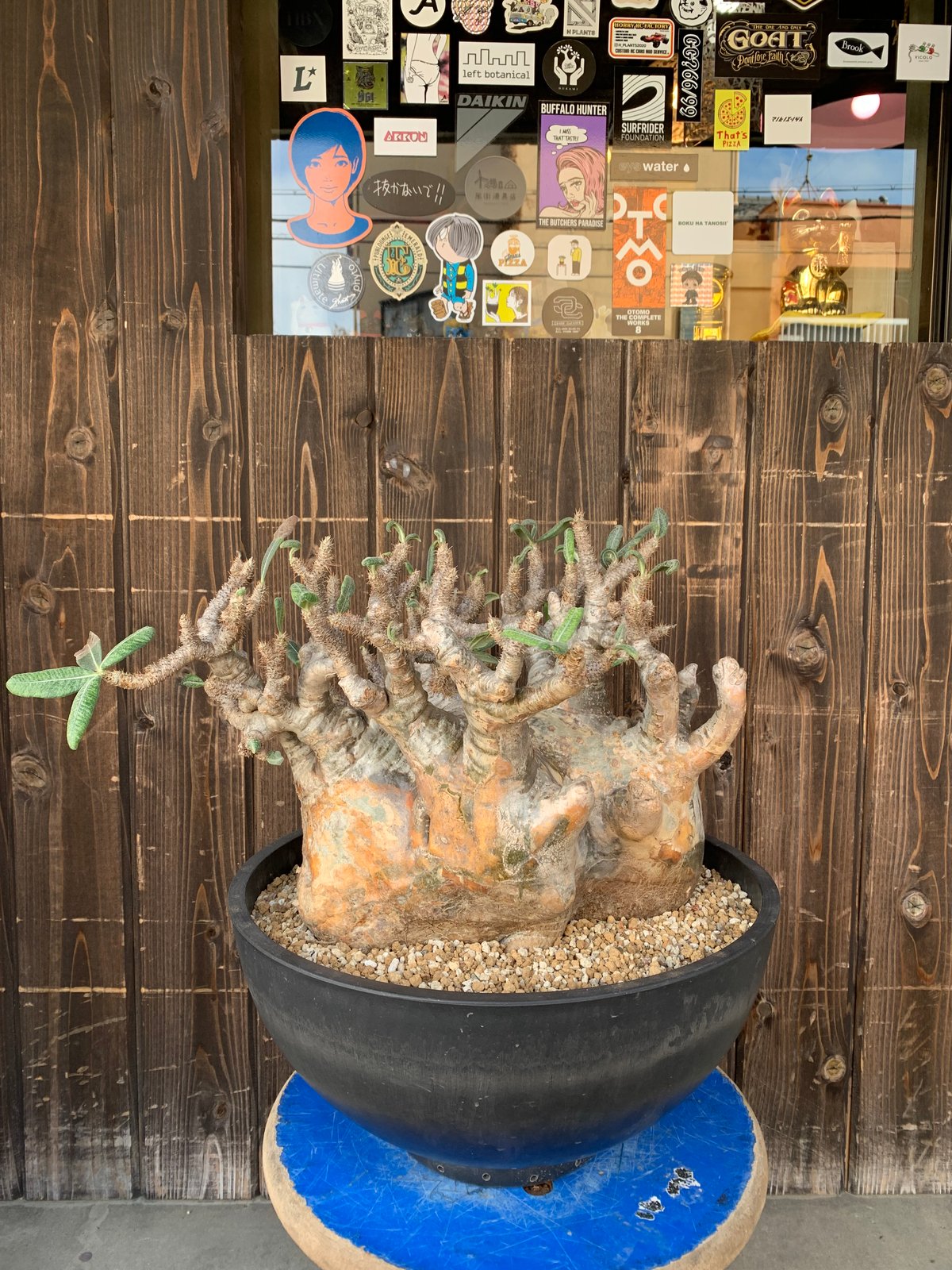パキポディウムグラキリス　大株　現地球　塊根植物 植物】パキホディウム グラキリス 大株 現地球 発根済み 塊根