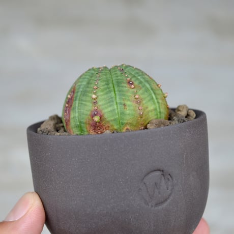 CATEGORY その他 | A-PLANTS|塊根植物販売