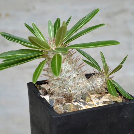CATEGORY pachypodium パキポディウム | A-PLANTS|塊根植物販売 CATEGORY pachypodium パキポディウム | A-PLANTS|塊根植物販売
